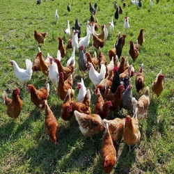 Small Live Country Chicken