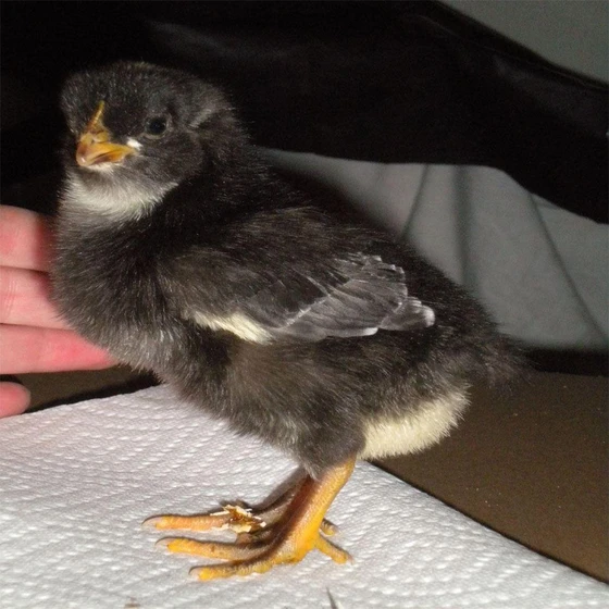 plymouth-rock-chicks-2.webp