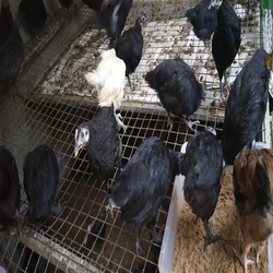 Black Kairali Chicken