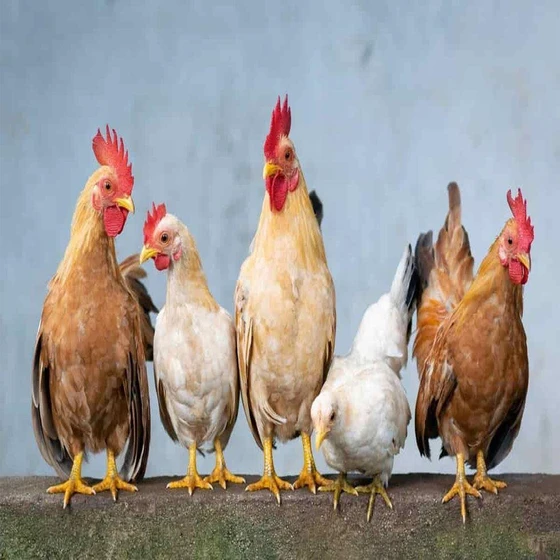 poultry-farm-country-chicks-2.webp