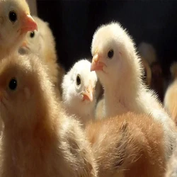 Poultry Farm Country Chicks