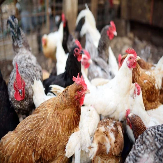 country-poultry-chicks-2.webp