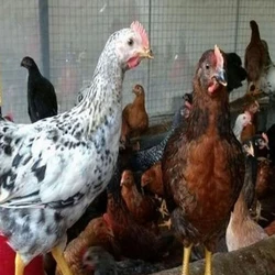 Country Poultry Chicks