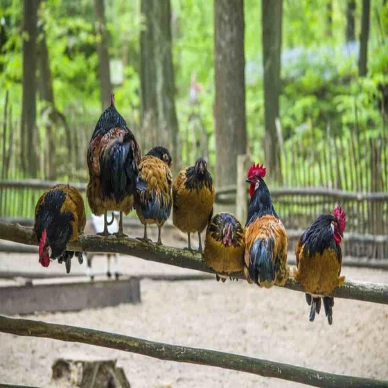 country-chicken-farming-2.webp