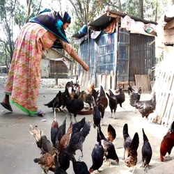 Country Chicken farming