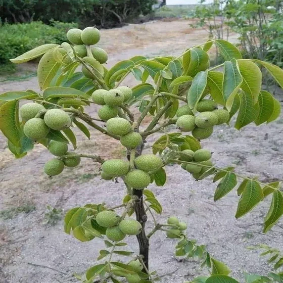 hybrid-amra-fruit-plants-2.webp