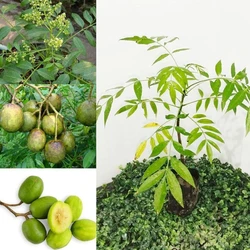 Hybrid Amra Fruit Plants — Very Beautiful High Yielding