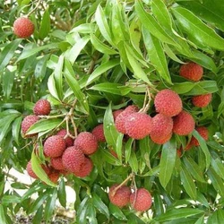 Hybrid Litchi Plants