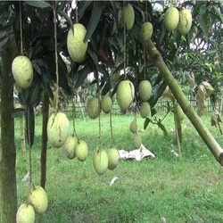 Moti Mango Plant