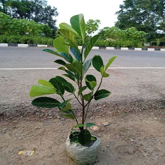 jack-fruit-plant-2.webp