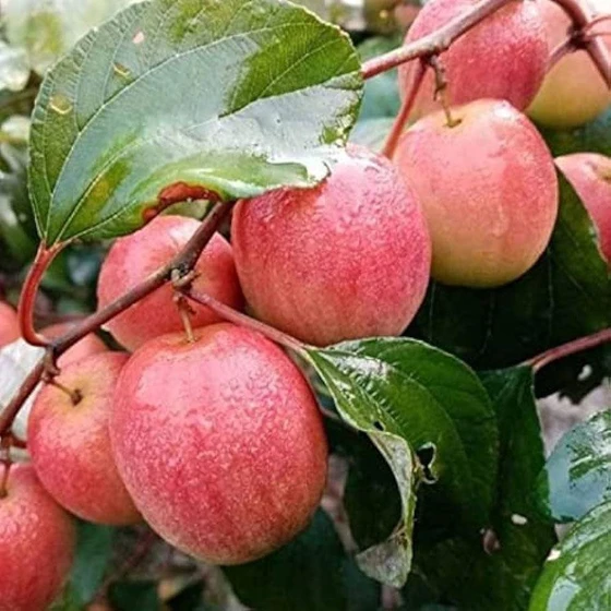 apple-ber-plant-2.webp