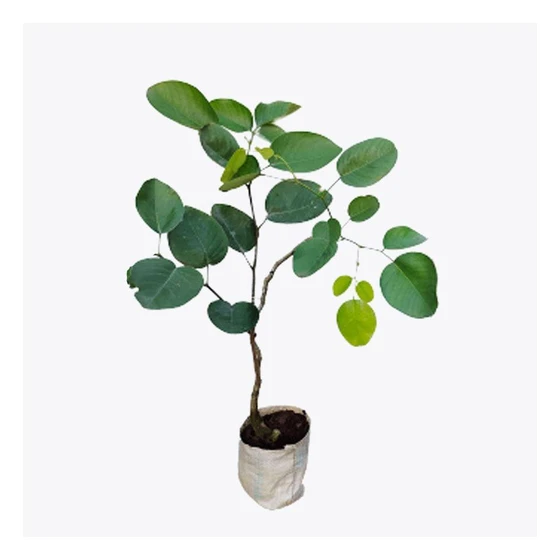 white-sandal-plant-2.webp