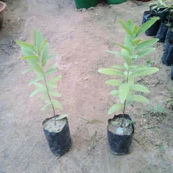 White Sandal Plant