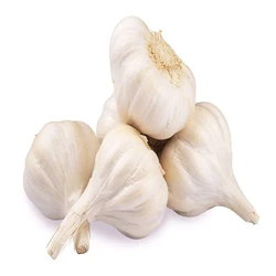 Common Fresh Garlic
