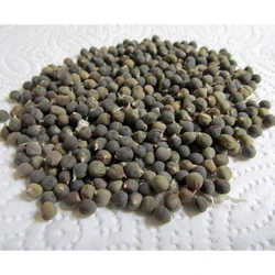 Lady Finger seeds