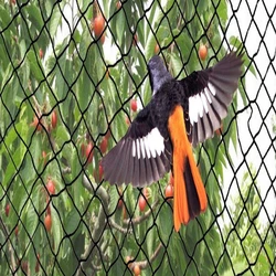 Anti Bird Net
