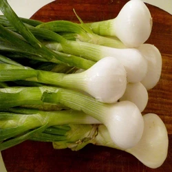 Raw Spring Onion