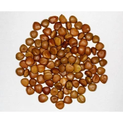 Caesalpinia Pulcherrima Tree Seed
