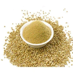 Coriander Organic Powder