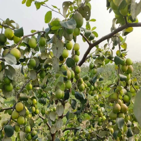 apple-berry-plant-2.webp