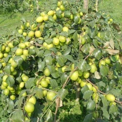 Apple Berry Plant