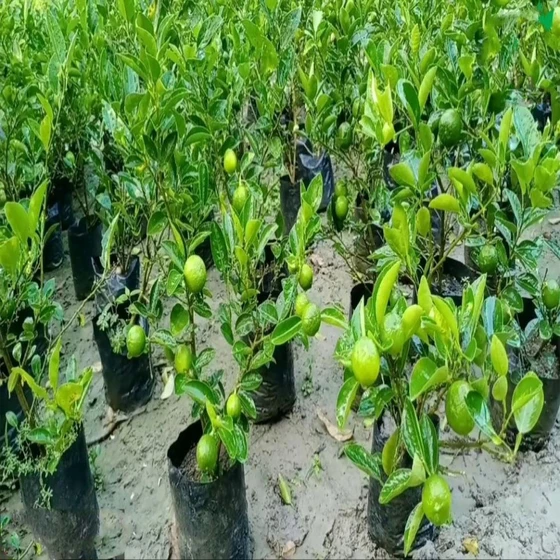 grafted-kolkata-pati-lemon-plant-2.webp