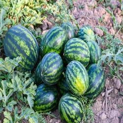 Fresh Farm Watermelon Fruit