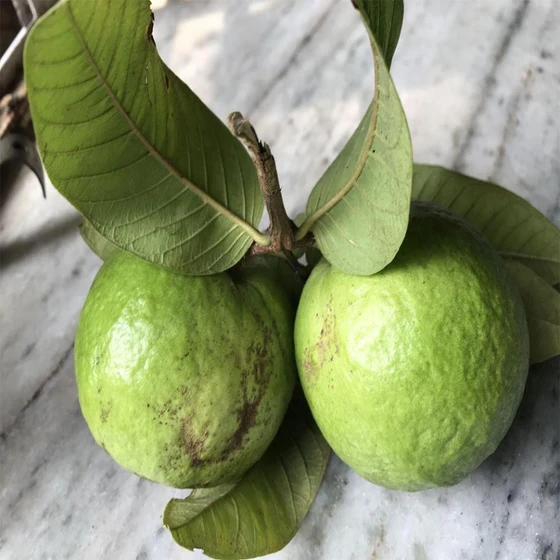 green-fresh-guava-2.webp