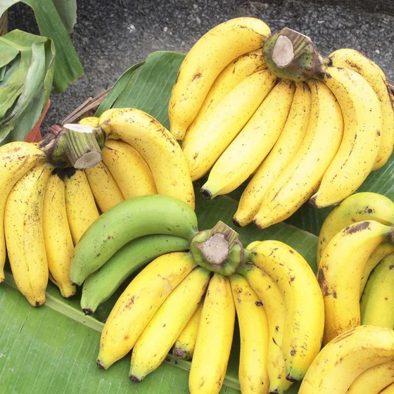 organic-fresh-banana-2.webp