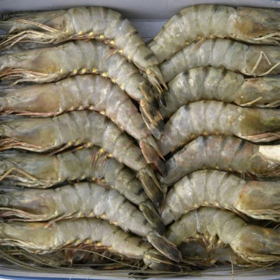 fresh-frozen-prawn-1.webp