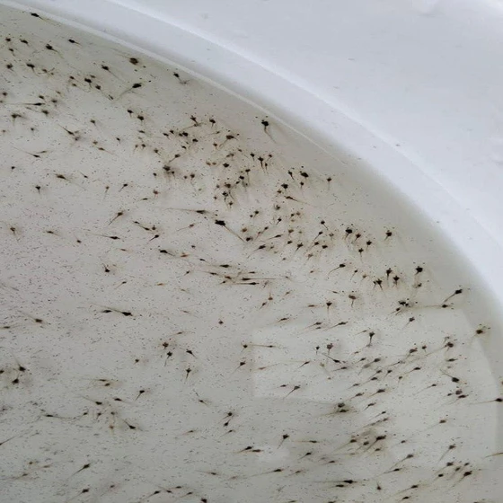 vannamei-shrimp-seeds-2.webp