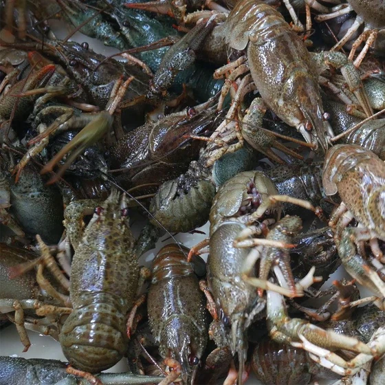fresh-cray-fish-2.webp