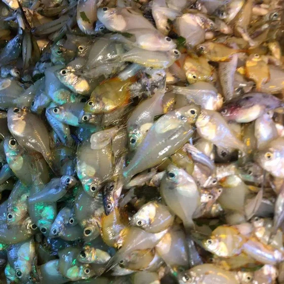 rupchanda-fish-seed-2.webp