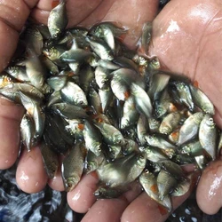Rupchanda Fish Seed