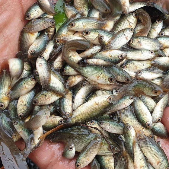 chital-fish-seed-2.webp
