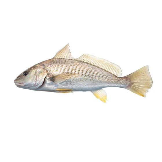 silver-croaker-fish-2.webp