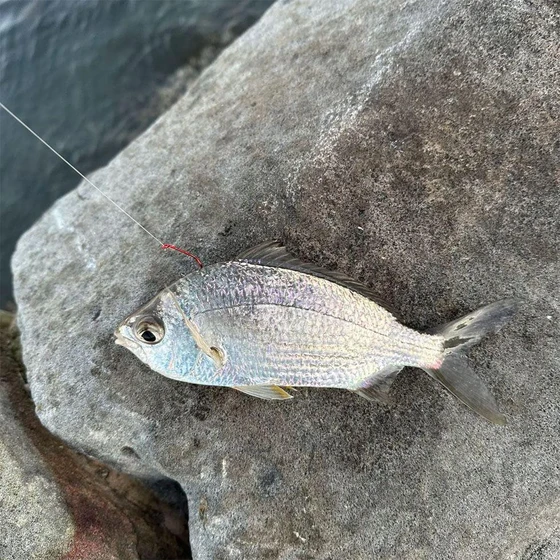 silver-biddy-fish-2.webp
