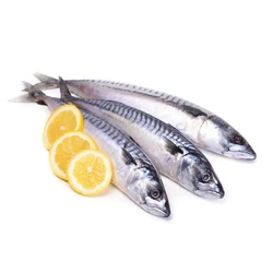 Mackerel Whole Fish