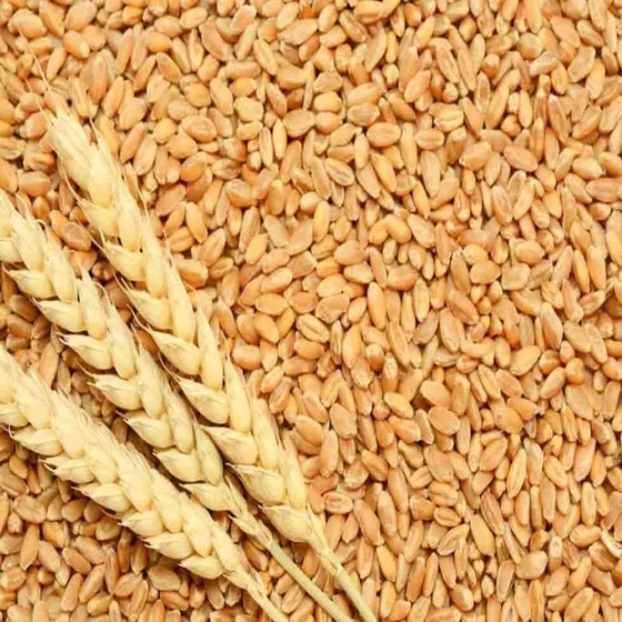 organic-wheat-1.webp
