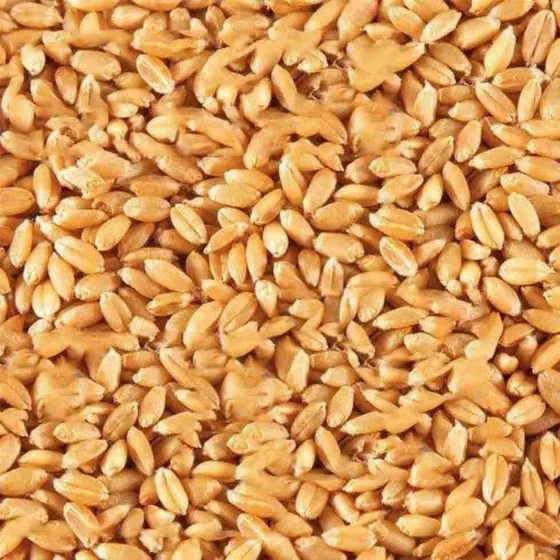 organic-wheat-2.webp