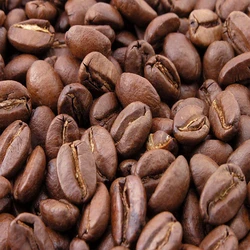 Coffee Seed 