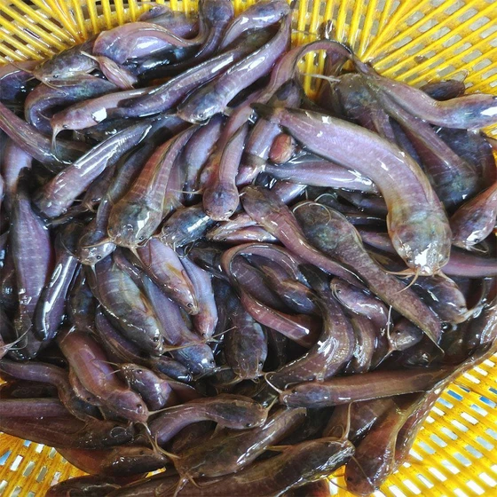 desi-mahur-fish-seed-2.webp