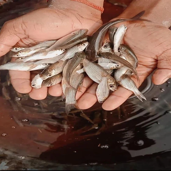 pabda-fish-seeds-2.webp