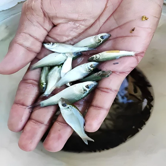carp-fish-seeds-2.webp
