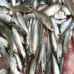Carp Fish Seeds