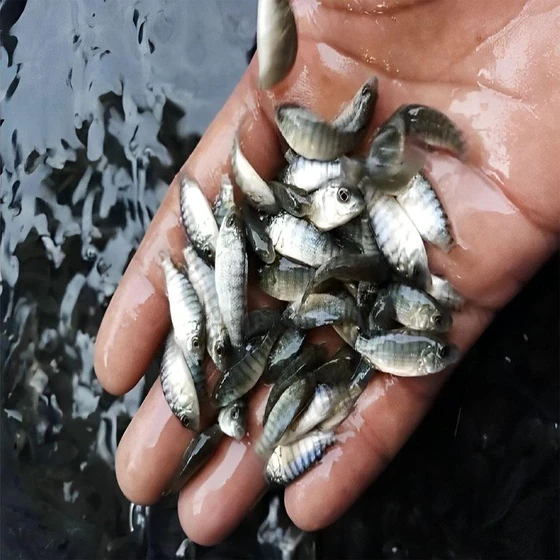 tilapia-fish-seed-1.webp