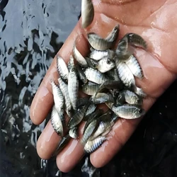 Tilapia Fish Seed