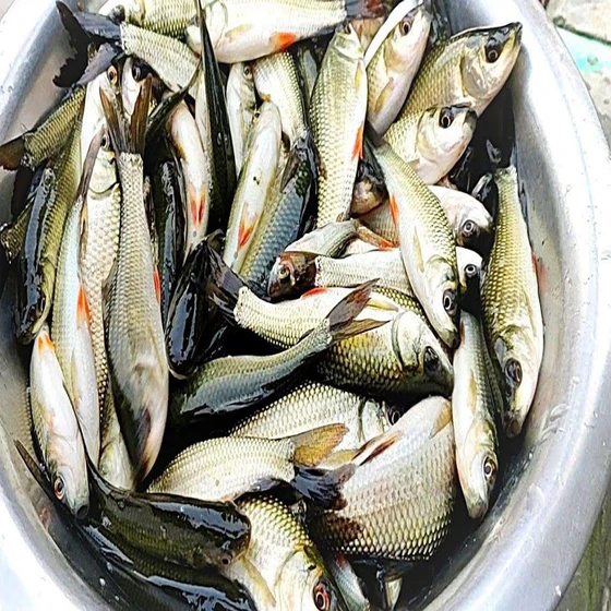vetki-fish-seed-2.webp