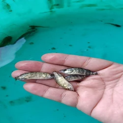 Vetki Fish Seed