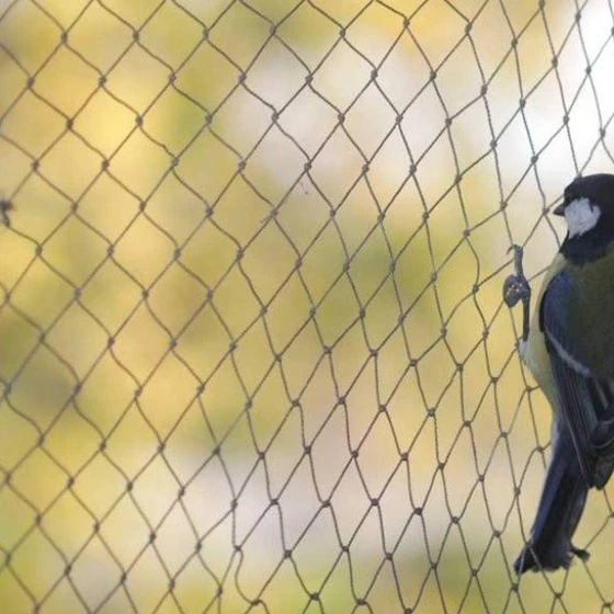 residential-anti-bird-net-2.webp